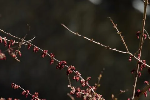 Deep Red Maple Buds Emerging in Early Spring Stock Photos