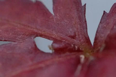 Deep red maple leaf with intricate veins Stock Photos