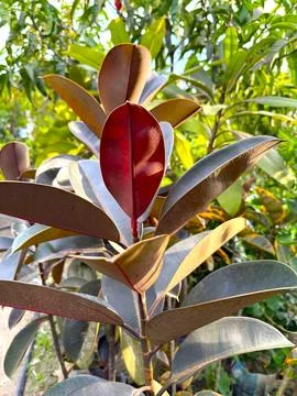 Deep red new leaf ascends amidst mature, dark-hued foliage on a rubber plant  Foto stock