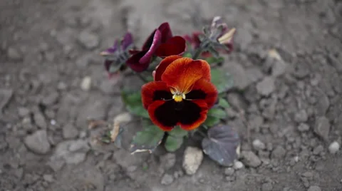 Deep red pansy flower Stock Footage 35473405