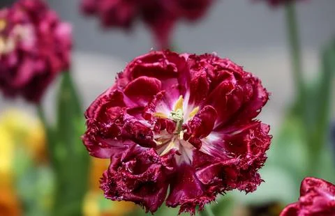 Deep red parrot tulip with ruffled petals in soft focus garden setting Stock Photos
