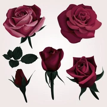 Deep Red Realistic Roses Vector Clip Art Stock Illustration