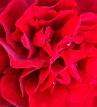 Deep red rose background Stock Photos