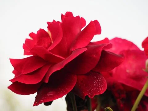 A deep red rose bloom isolated on a white background Stock Photos