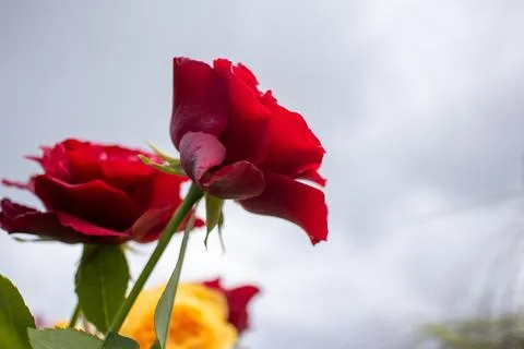 Deep red rose in full bloom with delicate petals and green leaves Stock Photos
