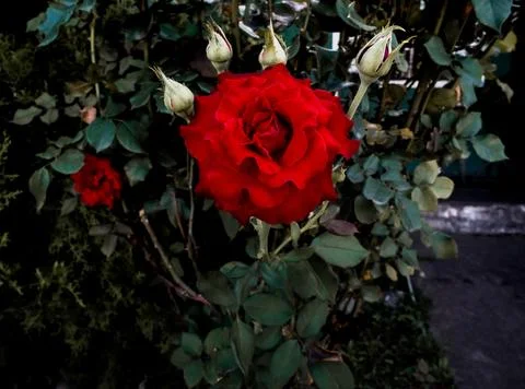 Deep red rose Stock Photos