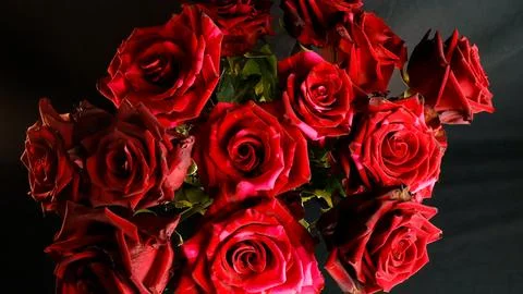 Deep red roses creating a romantic mood against a dark background Stock Photos
