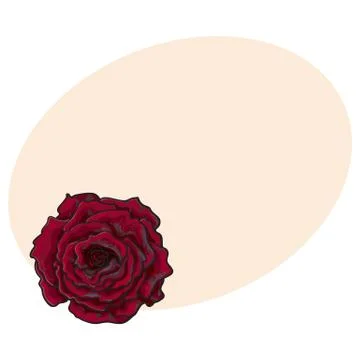 Deep red, ruby rose, top view isolated sketch vector illustration Illustrazione stock