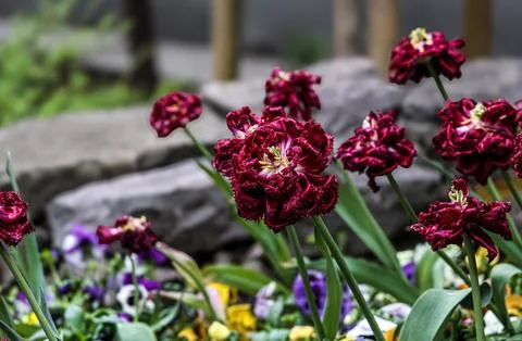 Deep red ruffled parrot tulips blooming in a garden with blurred background Stock Photos