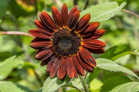 Deep red sunflower closeup Stock Photos