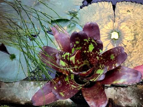 Deep red tropical flower on the surface of a pond Stock Photos