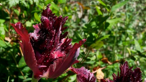 Deep Red Tulip 1 Mid Shot Stock Footage 128973926