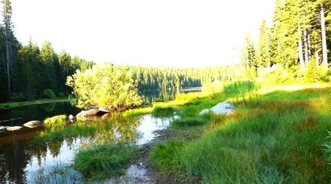 Deep Redwood Forest Pond Видео 40245489