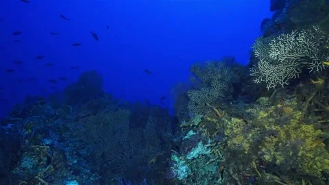 Deep Reef Stock Footage 80645835