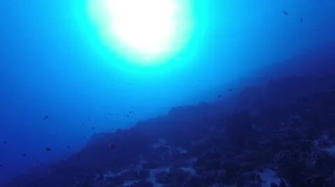 Deep Reef Looking Up at Sun Stock Footage 41248026