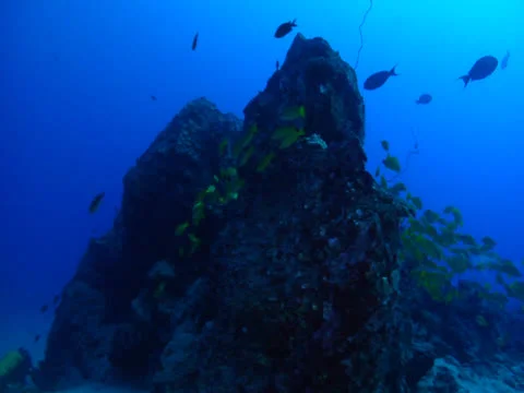 Deep Reef, School of Fish, Scuba Diver on Rebreather Stock Footage 25509930