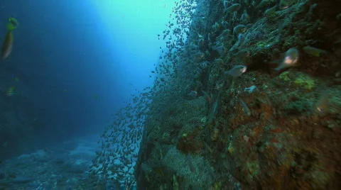 Deep Reef Wall Stock Footage 735735