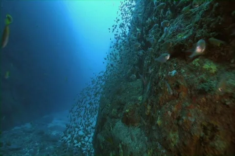 Deep Reef Wall Stock Footage 735888