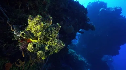 Deep reef yellow sponge Stock Footage 80646574
