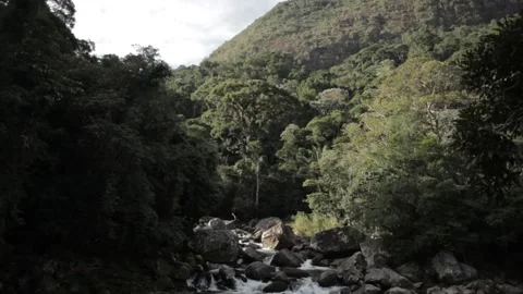 Deep river at rainforest Stock Footage 169082564