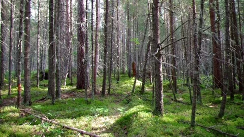 Deep Russian Forest. Stock Footage 79230121