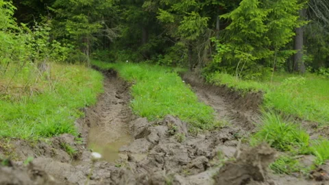 Deep-rutted forest road in summer 库存影片 95938478