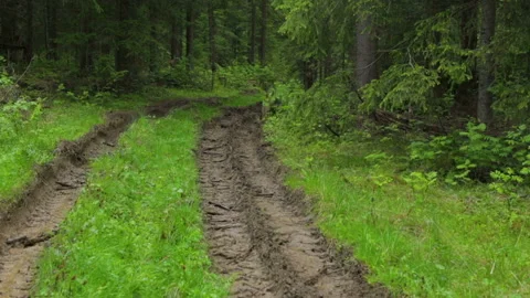 Deep-rutted forest road in summer 库存影片 95938633