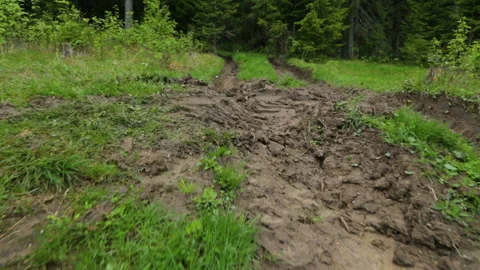 Deep-rutted forest road in summer 库存影片 95939886