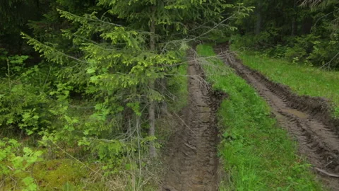 Deep-rutted forest road in summer 库存影片 95939943