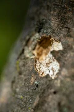 A deep scar on bark. Stock Photos
