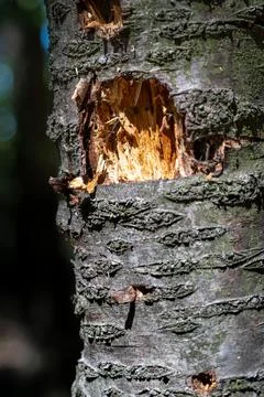 Deep Scar in Tree Bark Stock Photos