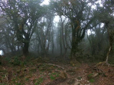 Deep scary forest Stock Photos
