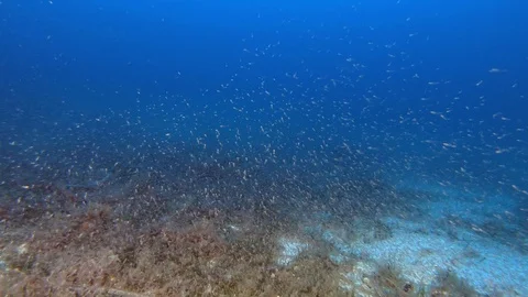 Deep scuba diving - Cloud of krill at the bottom Vidéo 115108098