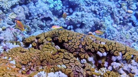 Deep sea coral reef with tiny fishes, diving POV view Video stock 292598272