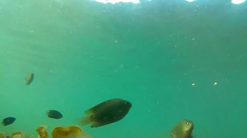 Deep-sea creatures. Tropical fish eat bread. Vídeos de archivo 334404602