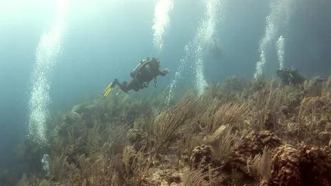 Deep-sea diver experiencing amazing underwater world of coral reef. Stock Footage 234116848