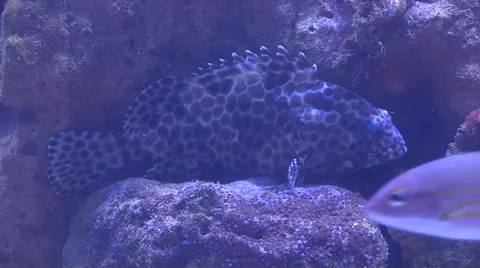 Deep Sea Diving ; Underwater World Stock Footage 57766905