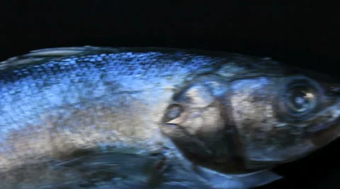Deep-sea fish 1 Video stock 30588151