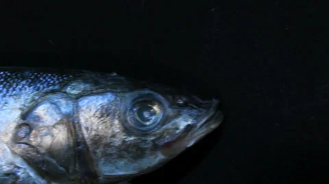 Deep-sea fish 2 Video stock 30588162