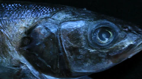 Deep-sea fish 3 Video stock 30588161