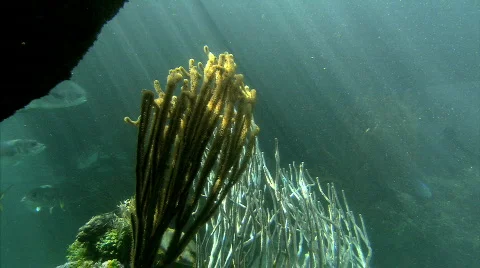 The Deep Sea Stock Footage 679771