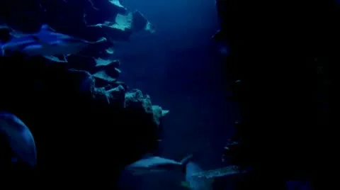 Deep sea Stock Footage 10560619