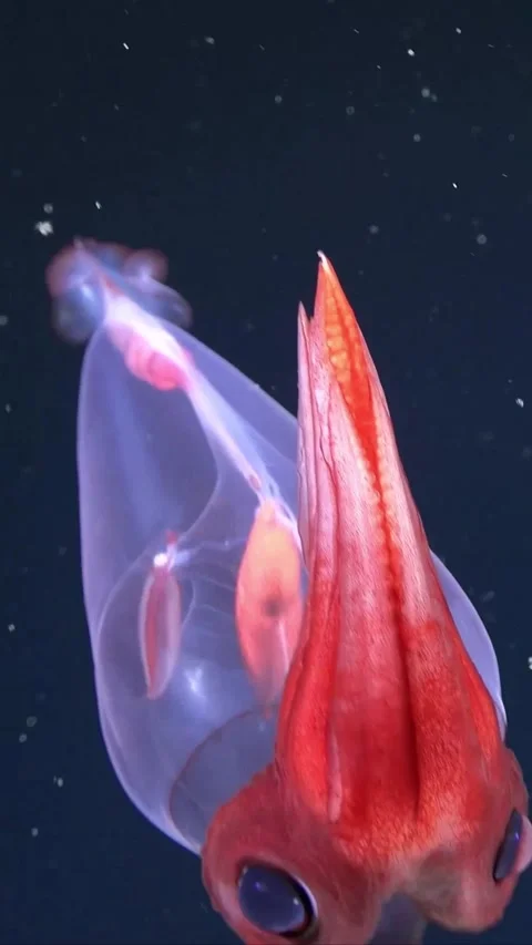 Deep-sea glass squid with large eyes 库存影片 334305050
