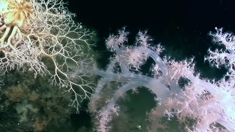 Deep Sea Gorgon's Head Brittle Star, Ophiura Ophiuroidea Video stock 320385015