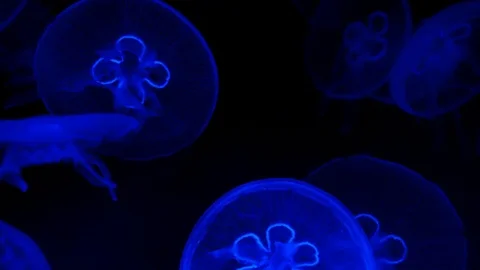 Deep sea jellies Stock Footage 82250712