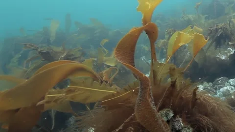 Deep Sea Kelp Forest Sways Gently in Early Morning Light Stock Footage 340591986