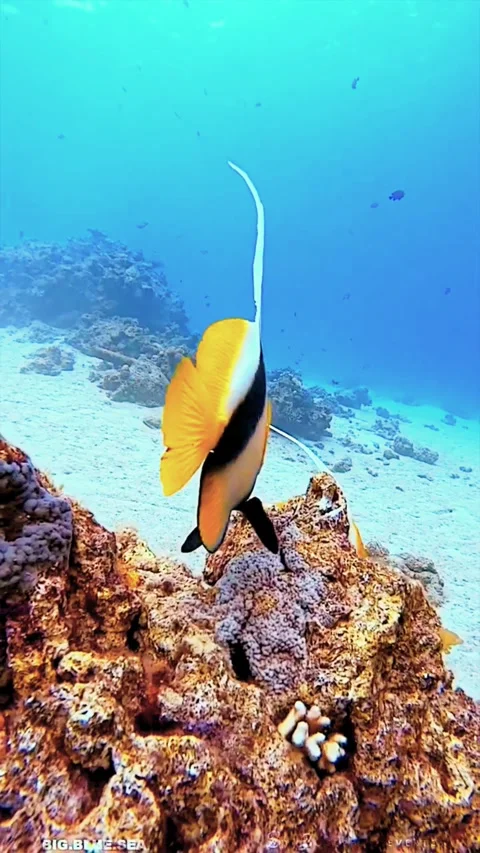 Deep Sea Reef Pinnacle with Rich Marine Biodiversity Stock Footage 336903653