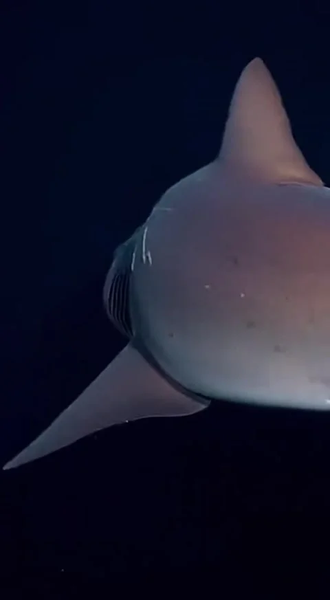 Deep sea sixgill shark Vídeo Stock 330898158