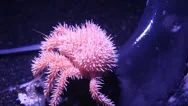 Deep Sea Spiny Crab Stock Footage