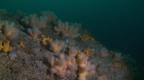 Deep sea sponge coverd rock Video stock 56764264